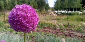 Allium 'His Excellency'